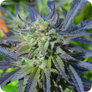 Blue  Blood  C B D  Regular  Cannabis  Seeds