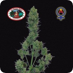 Blue  Cheese  Auto  Flowering  Cannabis  Seeds