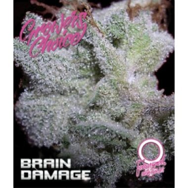 Blue  Diesel  Auto  Flowering  Cannabis  Seeds 0