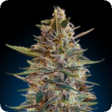 Blue  Diesel  Auto  Flowering  Cannabis  Seeds 1