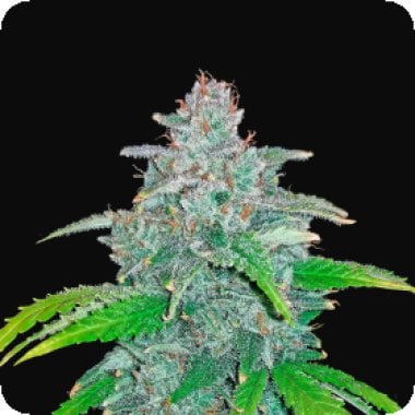 Blue Dream 27matic Auto Feminised Cannabis Seeds