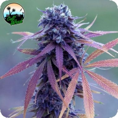 Blue Dream Auto Flowering Cannabis Seeds