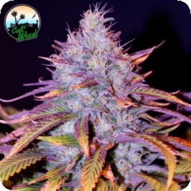 Blue  Dream  Feminised  Cannabis  Seeds 0