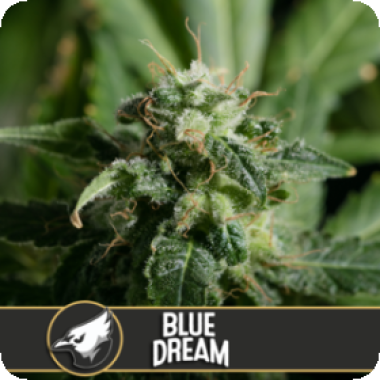 Blue  Dream  Feminised  Cannabis  Seeds 0