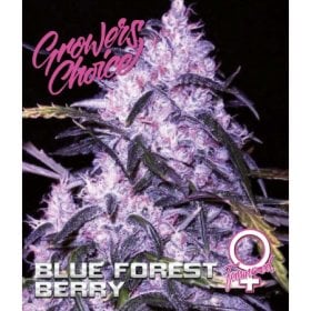 Blue  Forest  Berry  Feminised  Cannabis  Seeds 0