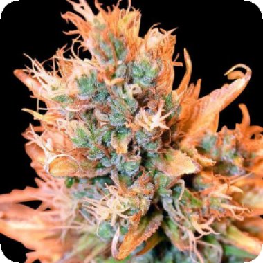 Blue Medi Kush Feminised Cannabis Seeds 0