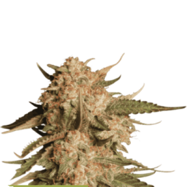 Blue  Moby  Auto