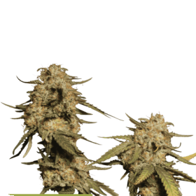 Blue  Moby  Feminised  Cannabis  Seeds 0