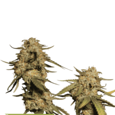 Blue  Moby  Feminised  Cannabis  Seeds 0