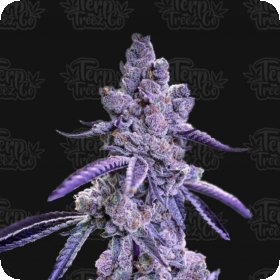 Blue  Nerdz  Auto  Flowering  Cannabis  Seeds 0