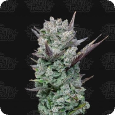 Blue  Nerdz  Feminised  Cannabis  Seeds 0