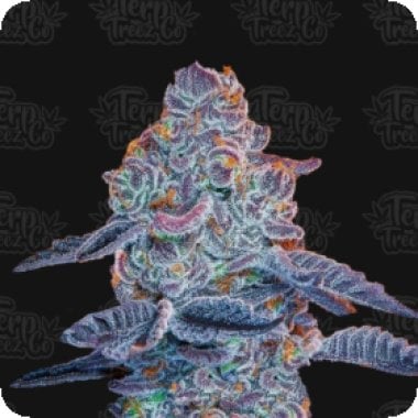 Blue  Pancakes  S1  Feminised  Cannabis  Seeds