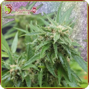 Blue  Tease  Auto  Flowering  Cannabis  Seeds