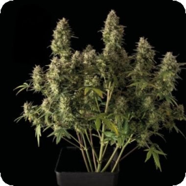 Blueberry 20 Auto 20 Feminised 20 Cannabis Seeds