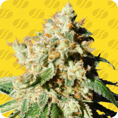Blueberry Cookies Auto