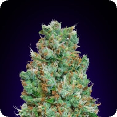 Blueberry  Auto  Feminised  Cannabis  Seeds