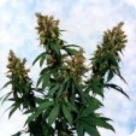 Blueberry  Bud  Regular  Cannabis  Seeds 0