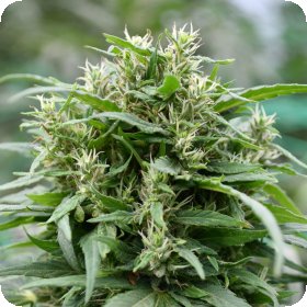 Blueberry  Gelato  Feminised  Cannabis  Seeds 0
