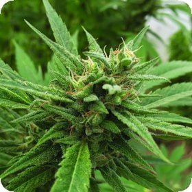 Blueberry  Headband  Auto  Flowering  Cannabis  Seeds 0