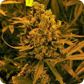 Blueberry  Kush  Auto  Flowering  Cannabis  Seeds 0