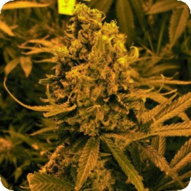 Blueberry Kush Auto Flowering Cannabis Seeds 0