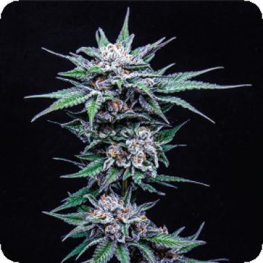 Blueberry Pancake Feminised Cannabis Seeds 0