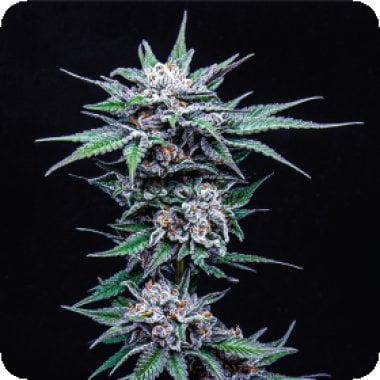 Blueberry  Pancake  Feminised  Cannabis  Seeds 0