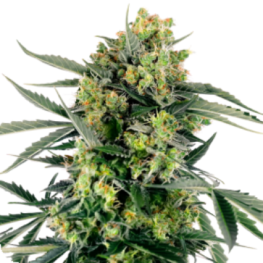 Blueberry  Skittlez  Auto  Flowering  Cannabis  Seeds