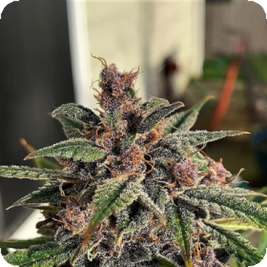 Blueberry  Sugar  Pine  Feminised  Cannabis  Seeds