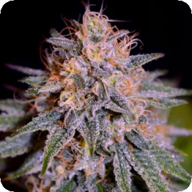 Bluetooth  Auto  Flowering  Cannabis  Seeds