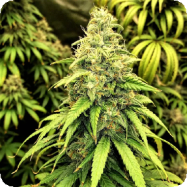 Blutonium  Mass  Feminised  Cannabis  Seeds 0