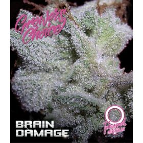 Brain  Damage  Auto  Flowering  Cannabis  Seeds