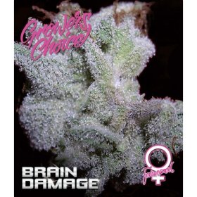 Brain  Damage  Feminised  Cannabis  Seeds 0