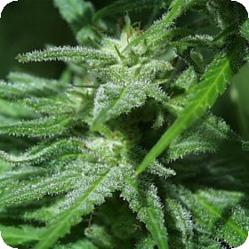 Brains  Damage  Regular  Cannabis  Seeds 0