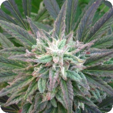 Brains Escape Regular Cannabis Seeds 0