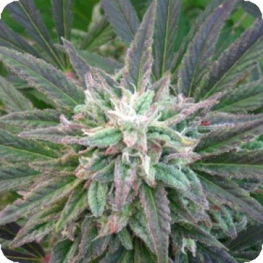 Brains  Escape  Regular  Cannabis  Seeds 0