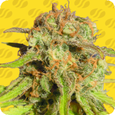 Bruce Banner 233 Auto