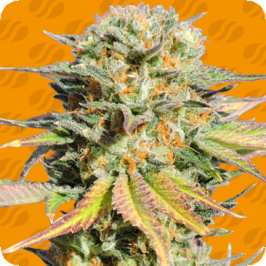 Bruce Banner 233
