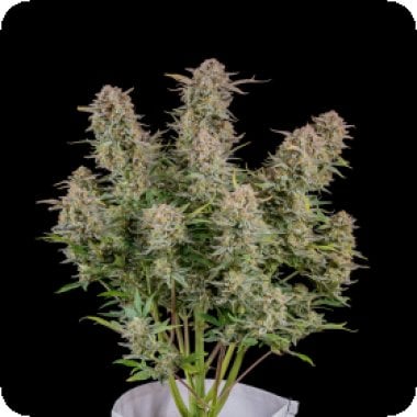 Bruce Banner Auto F B