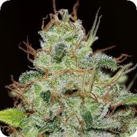 Bruce  Banger  F A S T  Feminised  Cannabis  Seeds