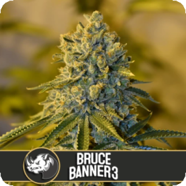 Bruce Banner 3 Feminised Cannabis Seeds 0