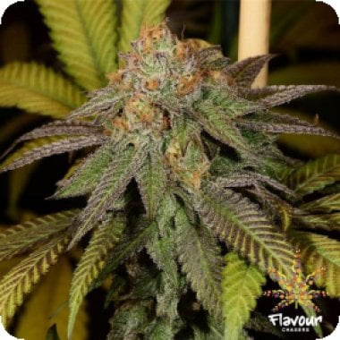 Bruce  Banner  Feminised  Cannabis  Seeds 0