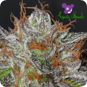 Bruce  Banner  Feminised  Cannabis  Seeds 1