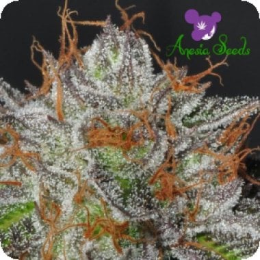 Bruce  Banner  Feminised  Cannabis  Seeds 1