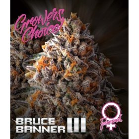 Bruce  Banner  I I I  Feminised  Cannabis  Seeds 0
