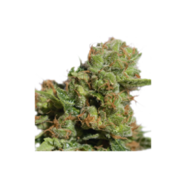 Bruce Lemon Diesel Auto Flowering Cannabis Seeds