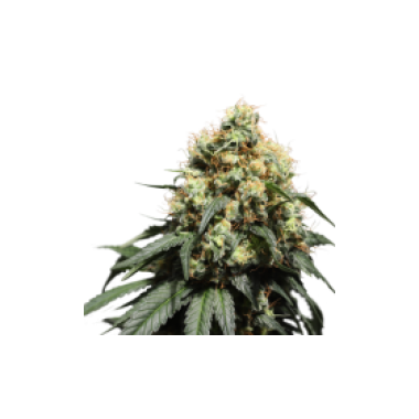 Bruce  Lemon  Diesel  Feminised  Cannabis  Seeds 0