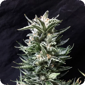Bruce  The  Russian  Feminised  Cannabis  Seeds