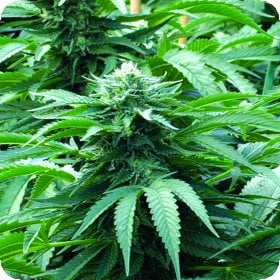 Bubba 76  Regular  Cannabis  Seeds