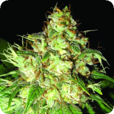 Bubba  Cheese  Auto  Regular  Cannabis  Seeds